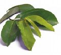 Approx. 500 Graviola Leaves free USA shipping included