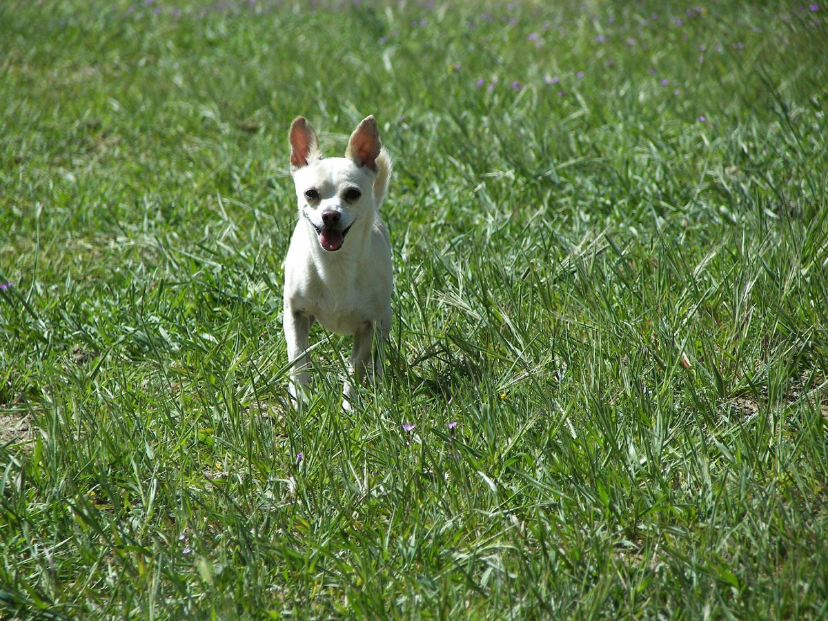 Baratelli Electric Good Dogs Scripps ranch electrician