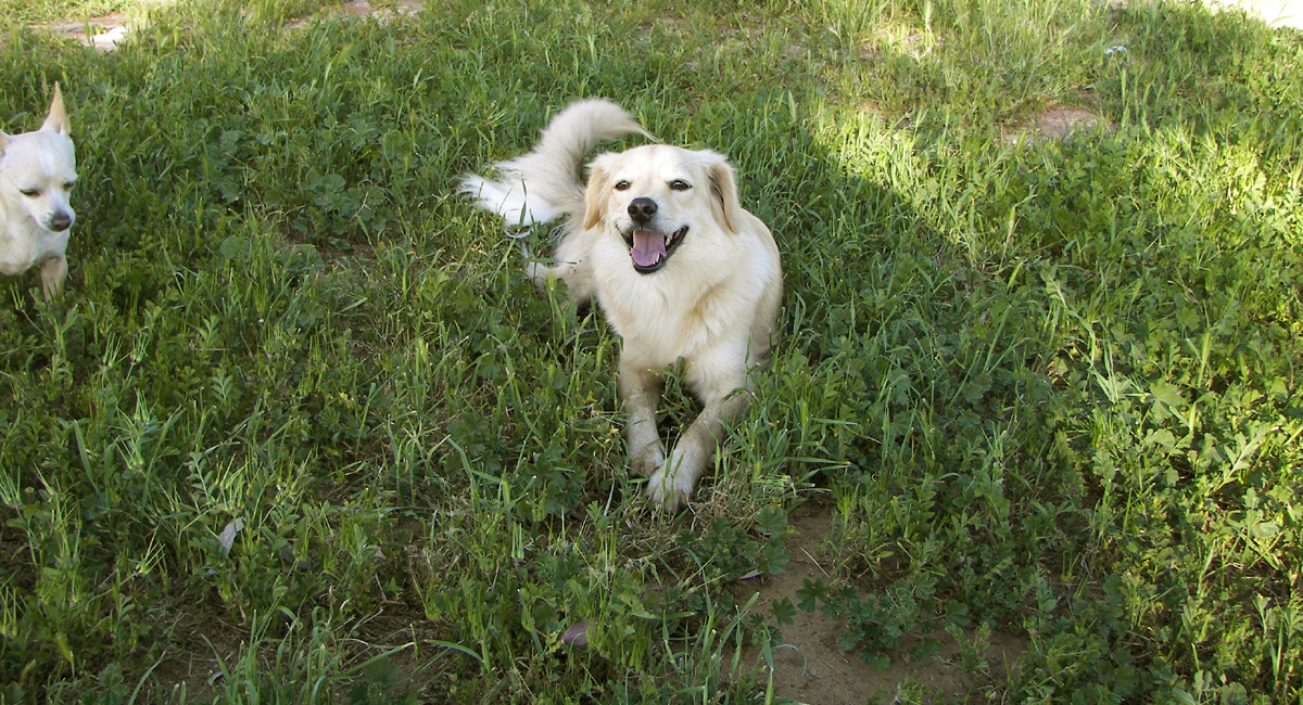 Baratelli Electric good dogs Scripps Ranch electrician