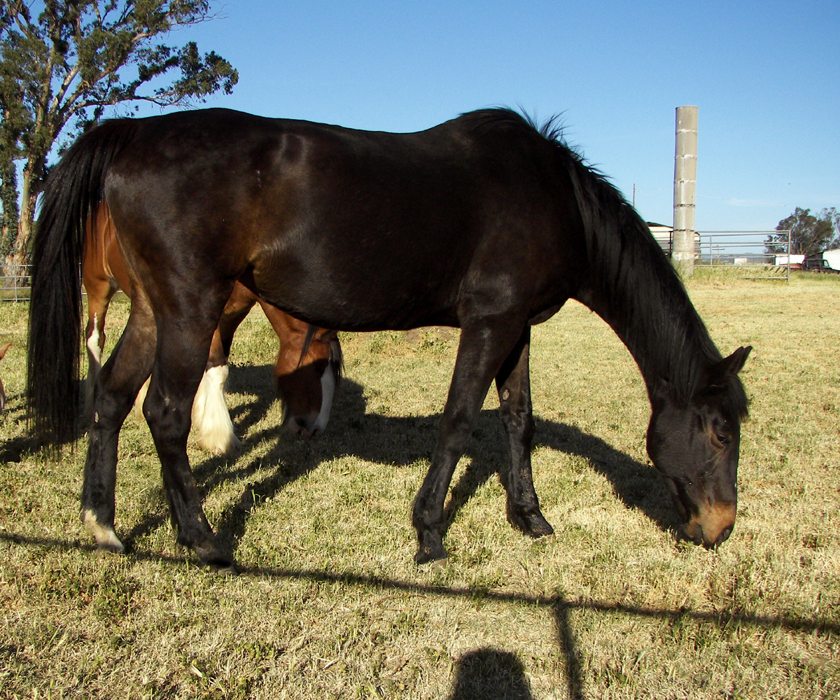 Horse Baratelli electric