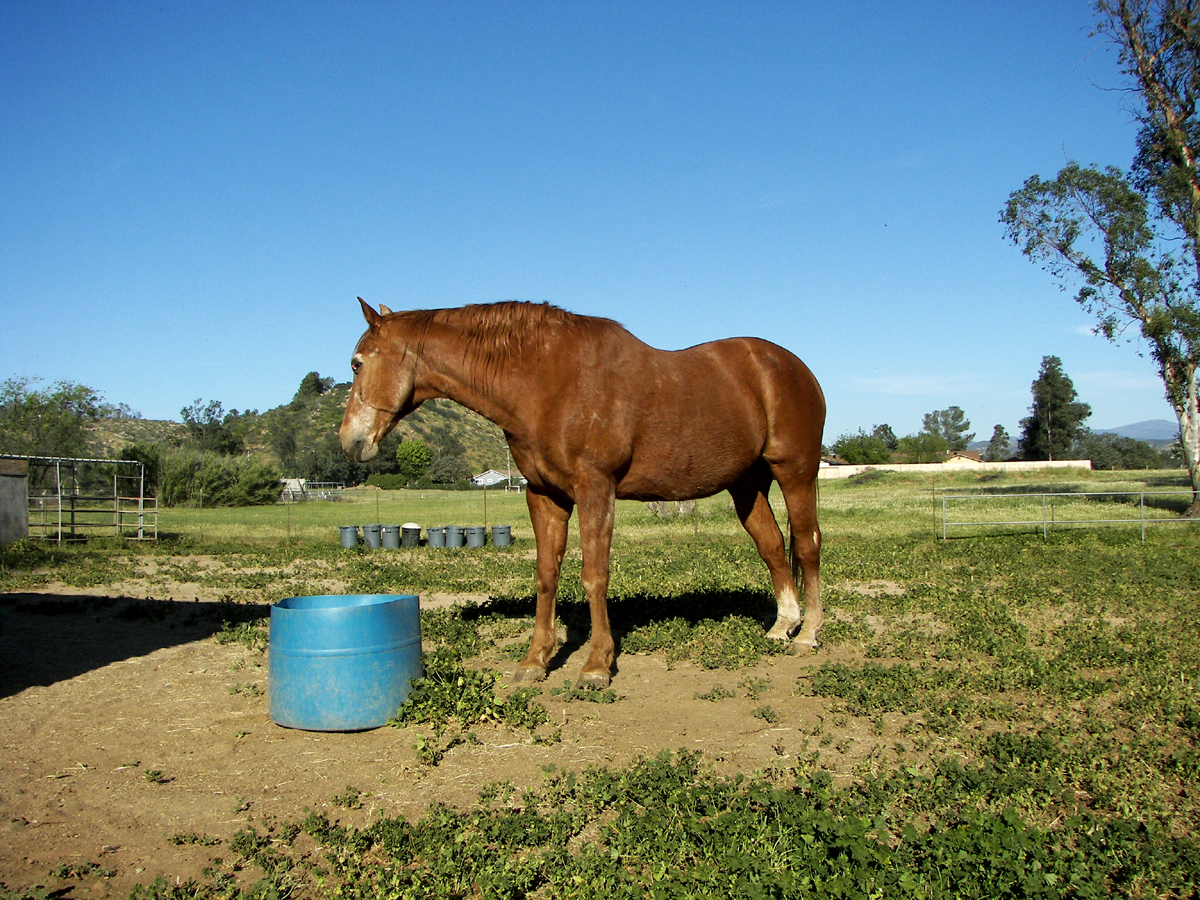 Horses Baratelli Electric