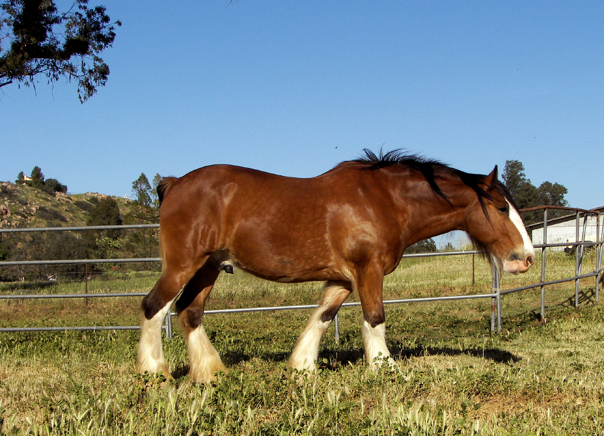 Horse Baratelli Electric electrician