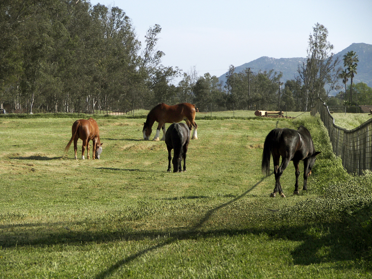 Horses Baratelli Electric 