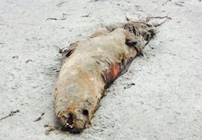 Dead sea lion