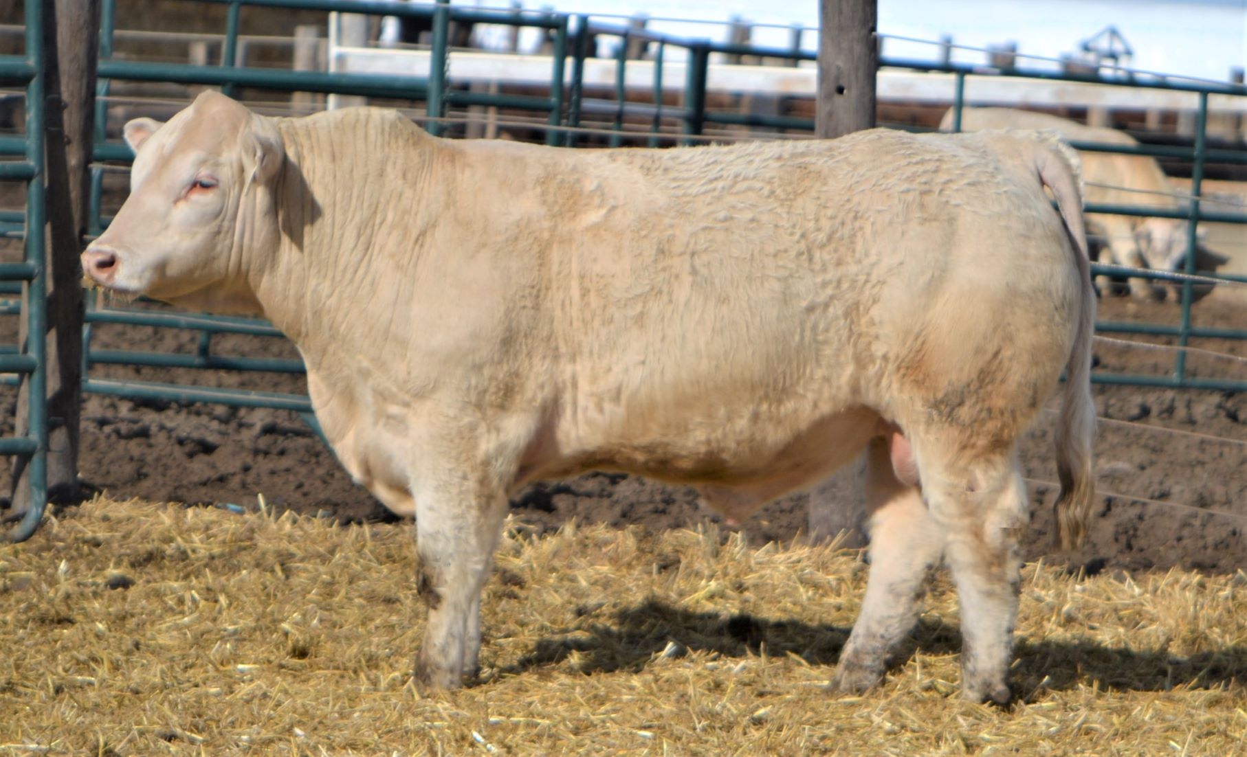 Annual Bull Sale