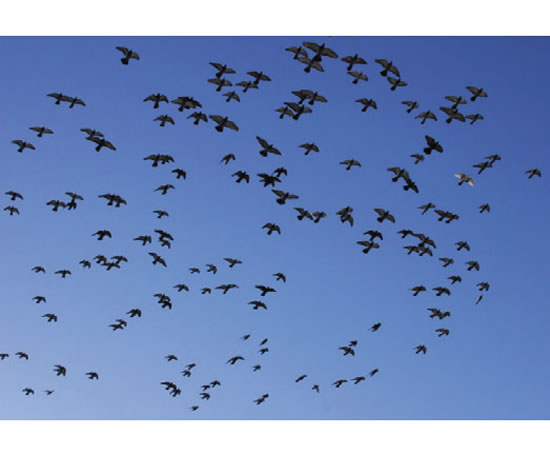 Bird proofing