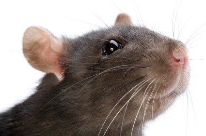 newcastle rodent control