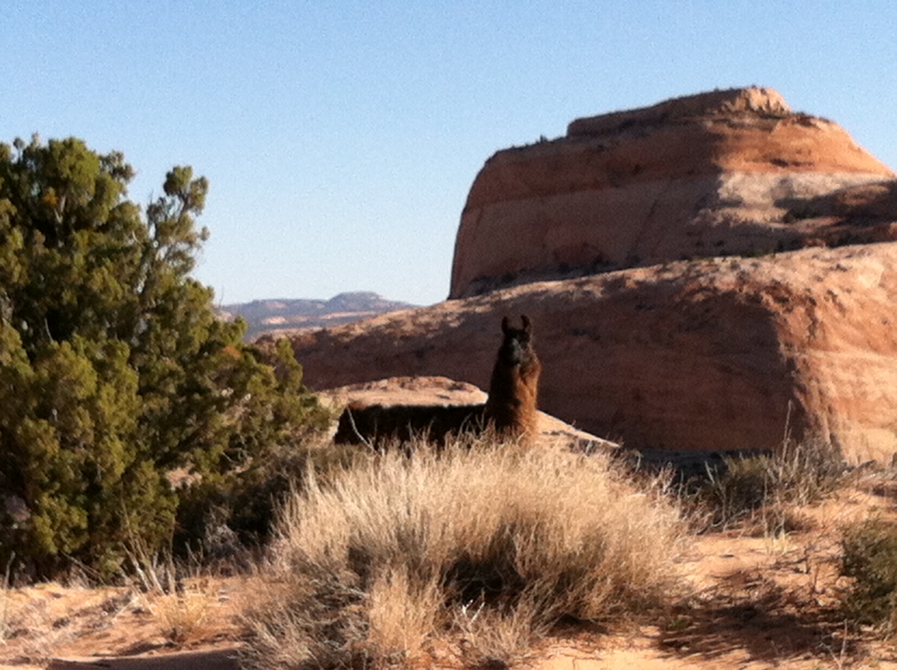 llama in Utah