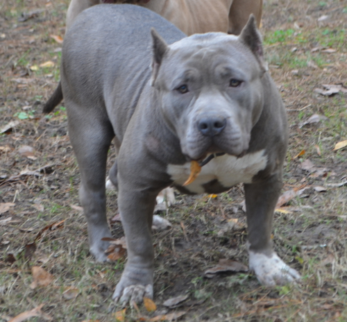 blue nose pitbull puppies