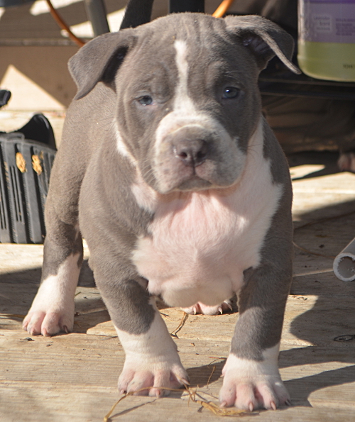 blue nose xxl pitbull puppies for sale