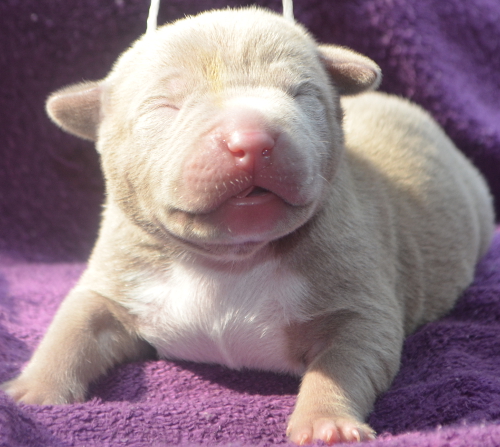 baby pitbull