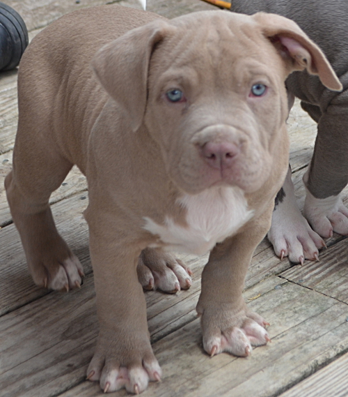 Champagne Pitbull puppy