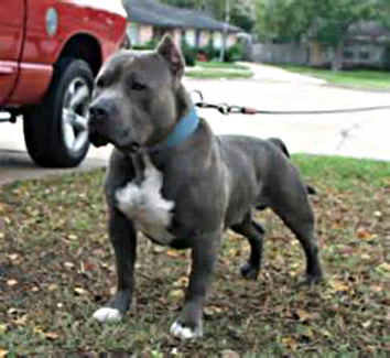 razor edge pitbull puppies for sale near me