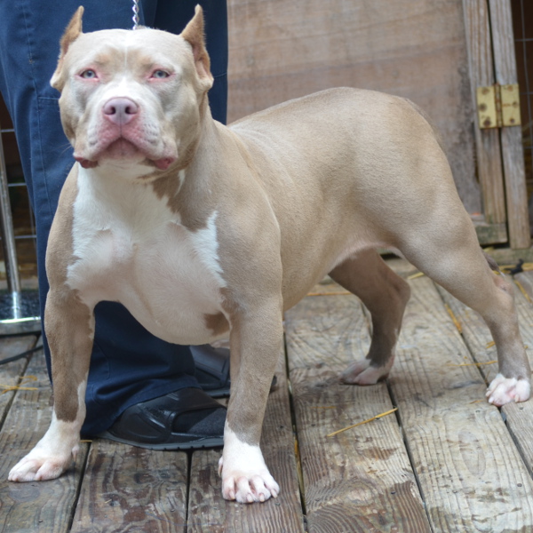 XL Pitbull Puppies for sale Bully Pitbull Puppies Pitbull Breeder