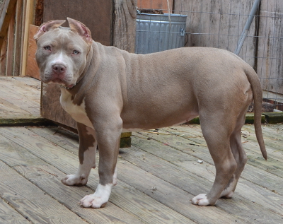 pitbull dogs for sale