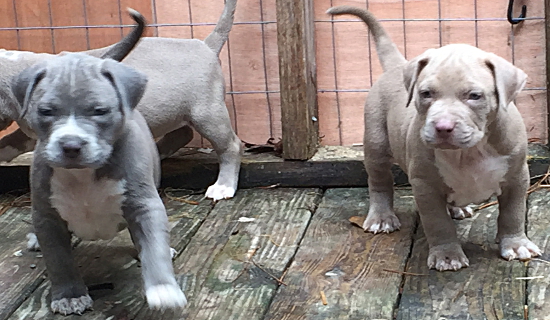pit bull pupps for sale