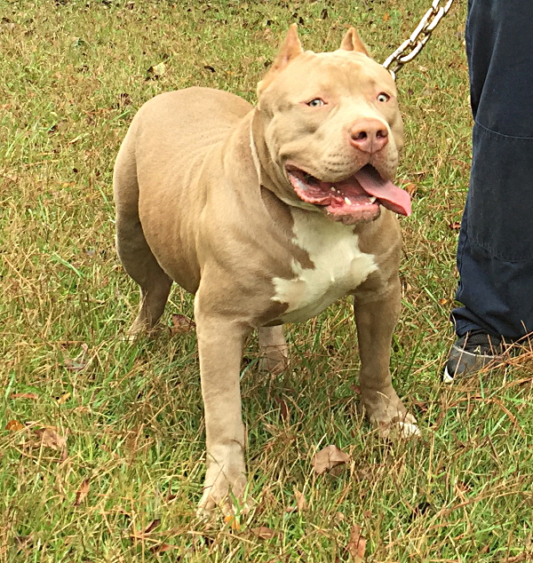 red nose pitbulls for sale