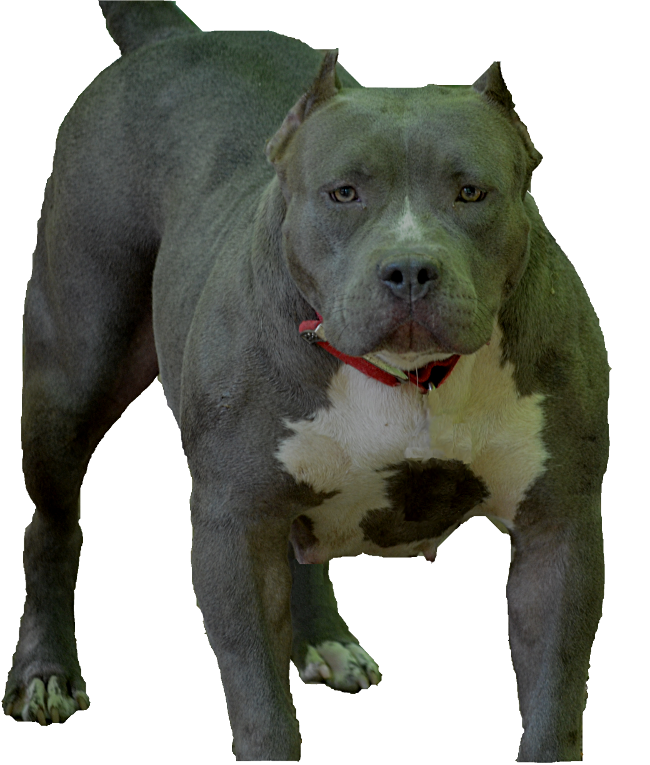 Xl Bully Female Pitbulls Xxl Pitbulls Extreme Pitbulls