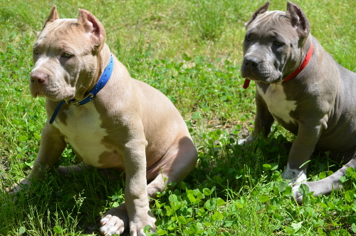blue nose pitbull puppies,champagne bully,pit bull puppies