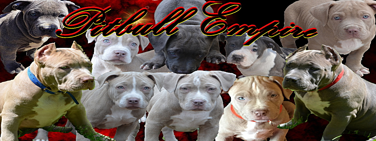 gotti razors edge pitbulls