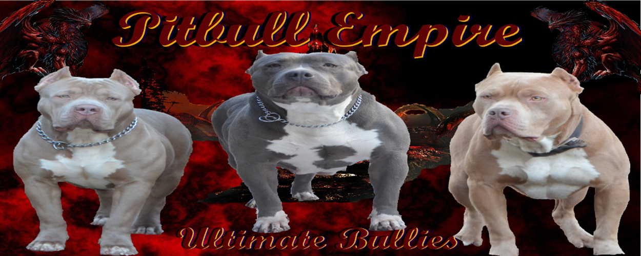 blue xl bully for sale