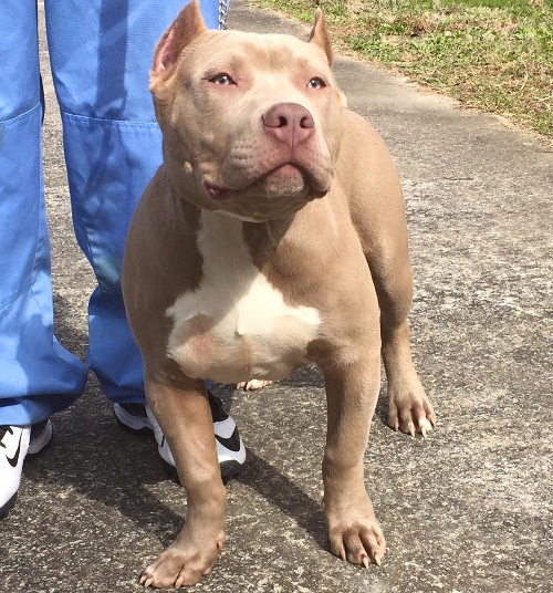 XL Pitbull Puppies for sale Bully Pitbull Puppies Pitbull Breeder