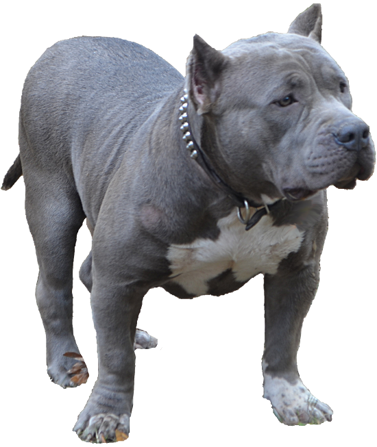 blue bully pitbull