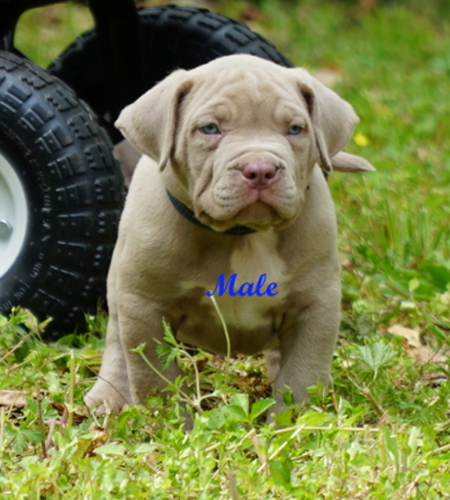 Champagne Bully Puppy, Huge Pitbull Puppies For Sale