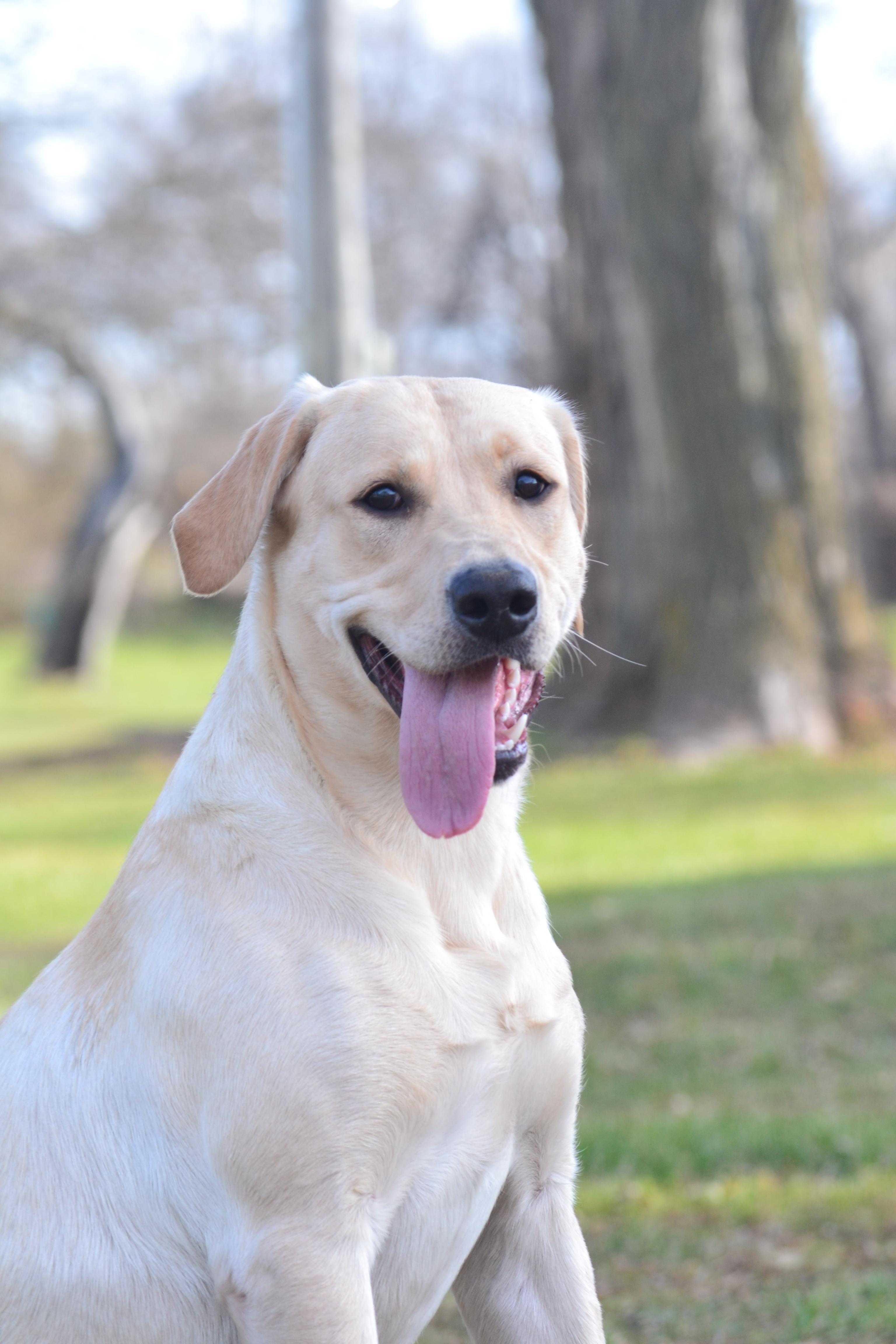 Labrador Retrievers
