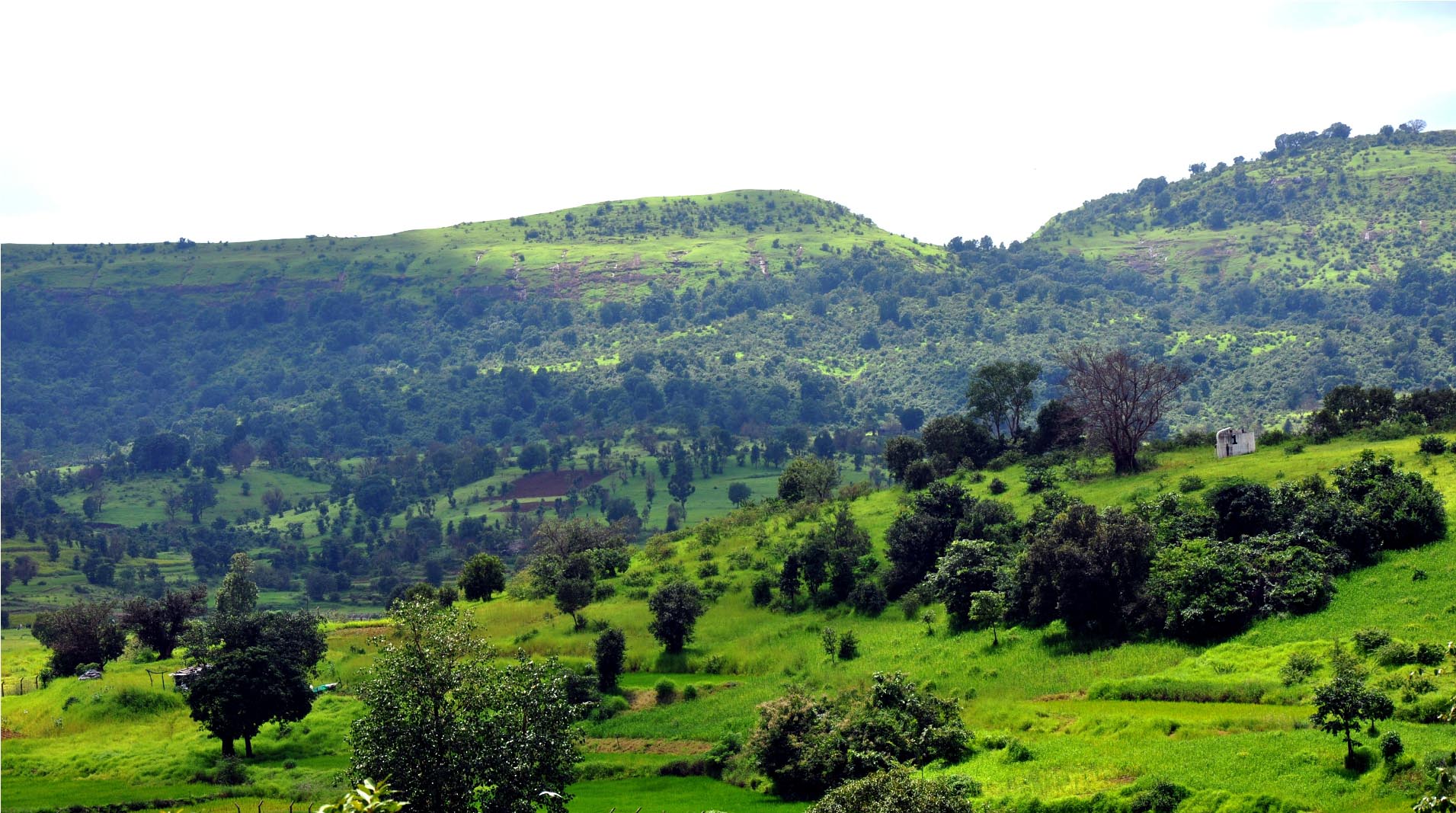 Lush Green hills at Jawahar.